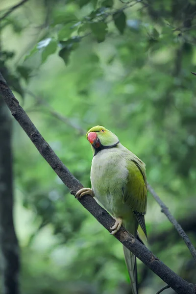 Leuchtende Tropische Paradiesvögel Posieren Für Die Kamera — Stockfoto