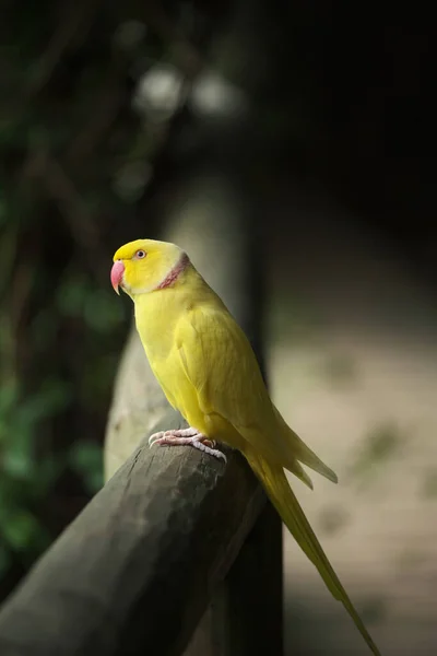 Kameraya poz veren parlak tropikal cennet kuşları.