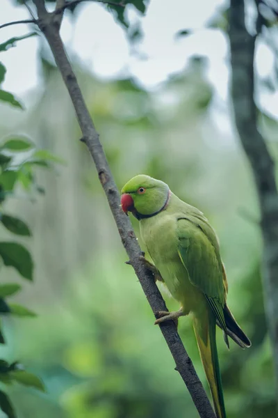 Kameraya poz veren parlak tropikal cennet kuşları.