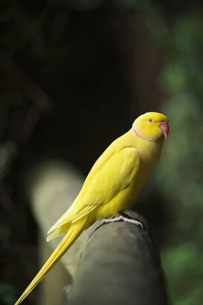 Kameraya poz veren parlak tropikal cennet kuşları.