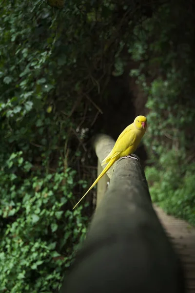 Kameraya poz veren parlak tropikal cennet kuşları.
