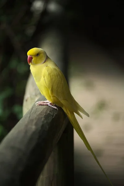 色彩艳丽的热带伊甸园鸟儿在镜头前摆姿势 — 图库照片