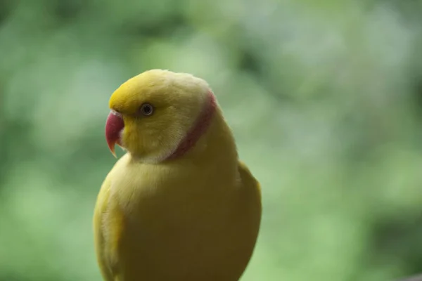 Kameraya poz veren parlak tropikal cennet kuşları.