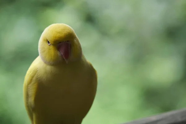 Bright Tropical Birds Eden Posing Camera — Stock Photo, Image