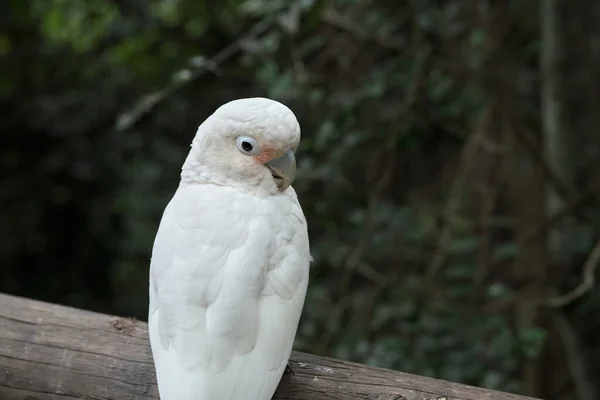 Kameraya poz veren parlak tropikal cennet kuşları.