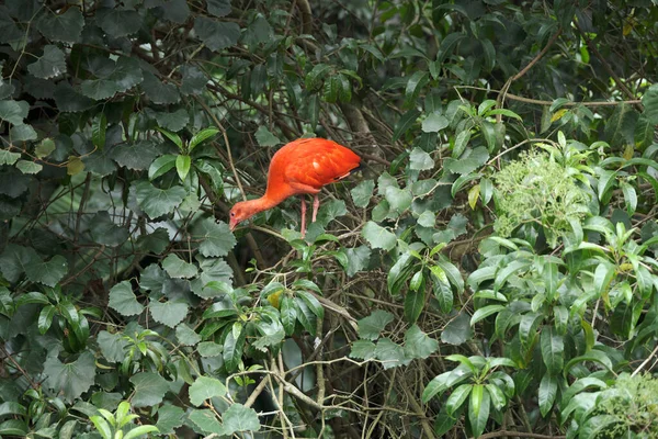 Kameraya poz veren parlak tropikal cennet kuşları.