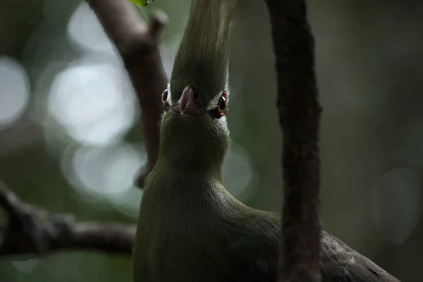 Brillantes Aves Tropicales Del Edén Posando Para Cámara — Foto de Stock