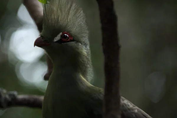 Kameraya poz veren parlak tropikal cennet kuşları.