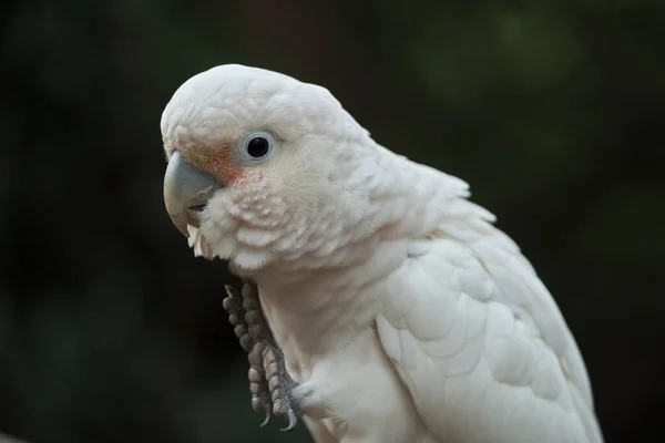 カメラのためにポーズエデンの明るい熱帯鳥 — ストック写真