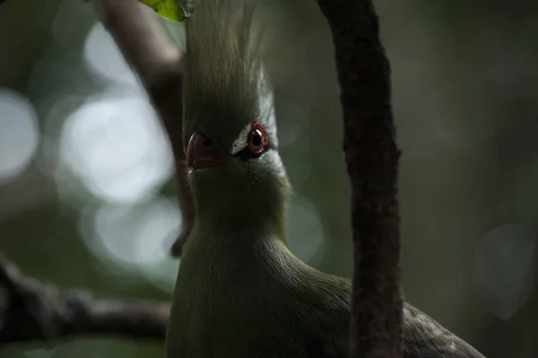 Jasne Tropikalne Ptaki Edenu Pozują Przed Kamerą — Zdjęcie stockowe