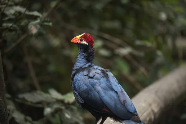 Kameraya poz veren parlak tropikal cennet kuşları.