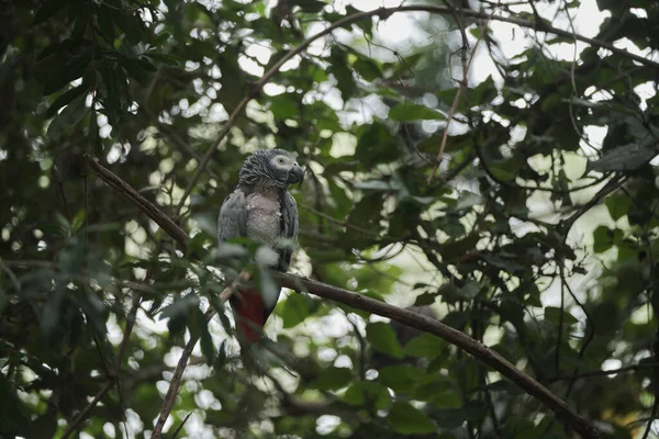 Kameraya poz veren parlak tropikal cennet kuşları.