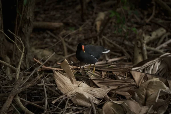Kameraya poz veren parlak tropikal cennet kuşları.