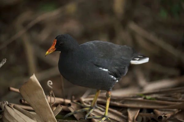 Kameraya poz veren parlak tropikal cennet kuşları.