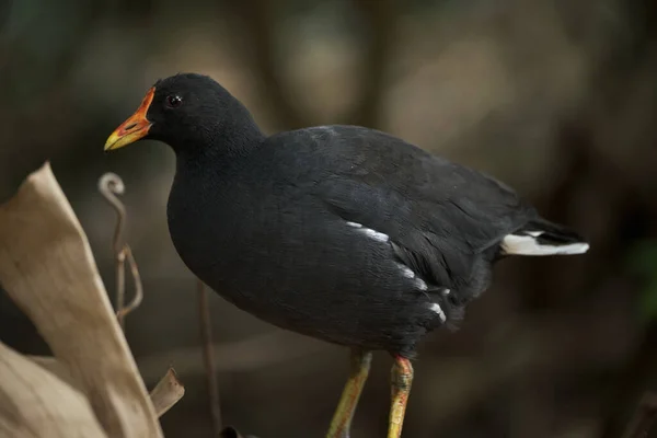 Kameraya poz veren parlak tropikal cennet kuşları.