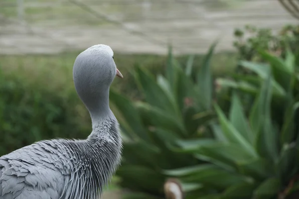 Kameraya poz veren parlak tropikal cennet kuşları.