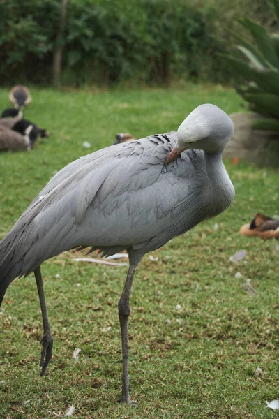 Kameraya poz veren parlak tropikal cennet kuşları.