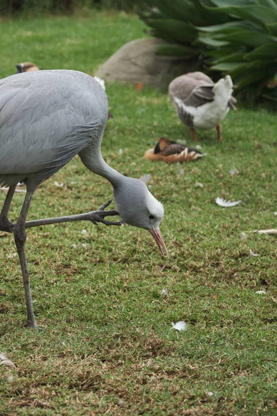 Kameraya poz veren parlak tropikal cennet kuşları.