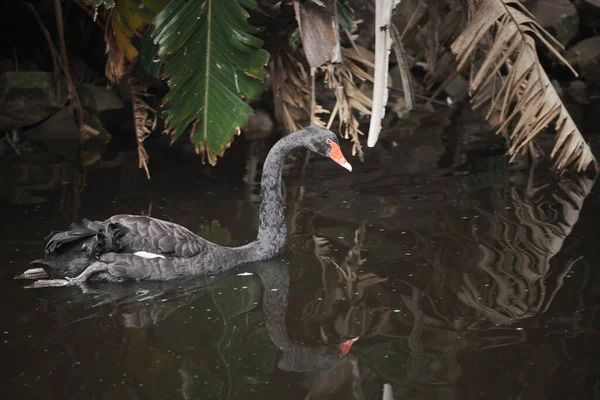 Kameraya poz veren parlak tropikal cennet kuşları.