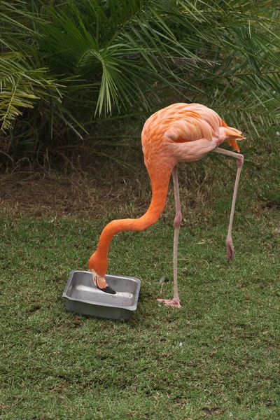 Kameraya poz veren parlak tropikal cennet kuşları.