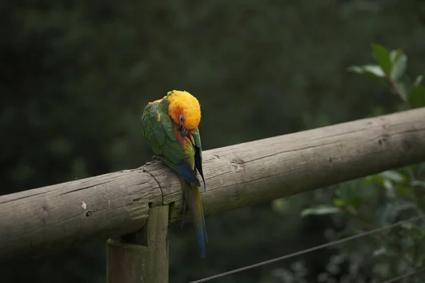 Kameraya poz veren parlak tropikal cennet kuşları.