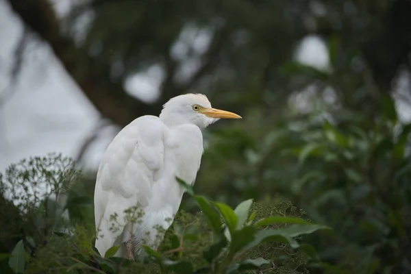 Kameraya poz veren parlak tropikal cennet kuşları.