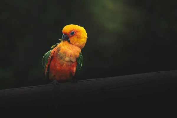 Kameraya poz veren parlak tropikal cennet kuşları.