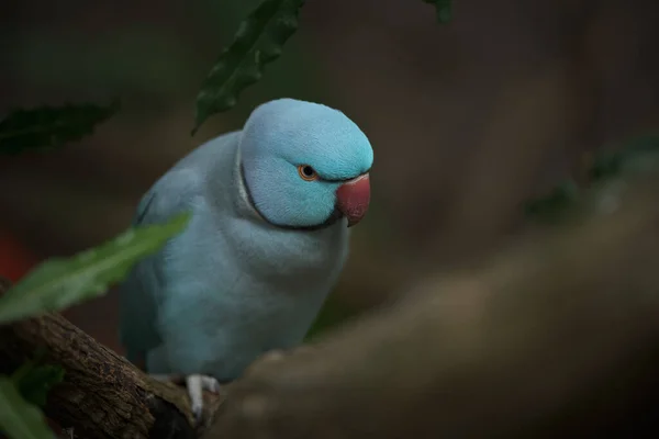 Kameraya poz veren parlak tropikal cennet kuşları.