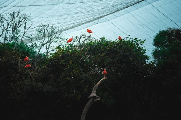 Kameraya poz veren parlak tropikal cennet kuşları.