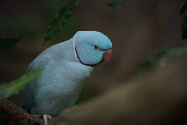 Brillantes Aves Tropicales Del Edén Posando Para Cámara — Foto de Stock