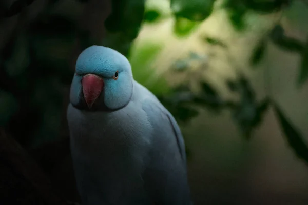 Luminosi Uccelli Tropicali Eden Posa Fotocamera — Foto Stock