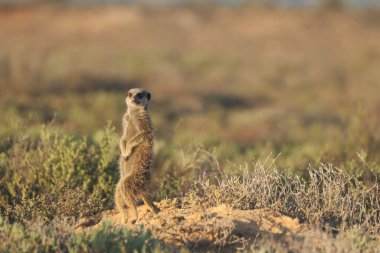 Mirket ailesi sabah erkenden uyanıp Oudshorn, Güney Afrika 'ya ava gitmiş.