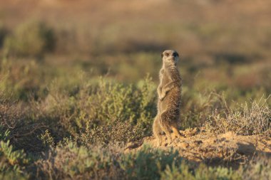 Mirket ailesi sabah erkenden uyanıp Oudshorn, Güney Afrika 'ya ava gitmiş.