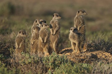 Mirket ailesi sabah erkenden uyanıp Oudshorn, Güney Afrika 'ya ava gitmiş.