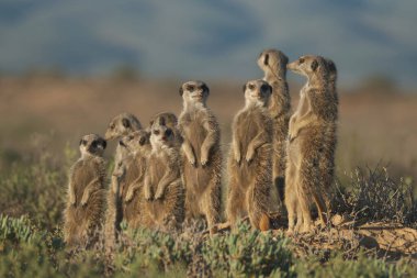 Mirket ailesi sabah erkenden uyanıp Oudshorn, Güney Afrika 'ya ava gitmiş.