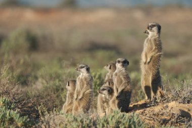 Mirket ailesi sabah erkenden uyanıp Oudshorn, Güney Afrika 'ya ava gitmiş.