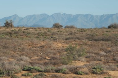 Mirket ailesi sabah erkenden uyanıp Oudshorn, Güney Afrika 'ya ava gitmiş.