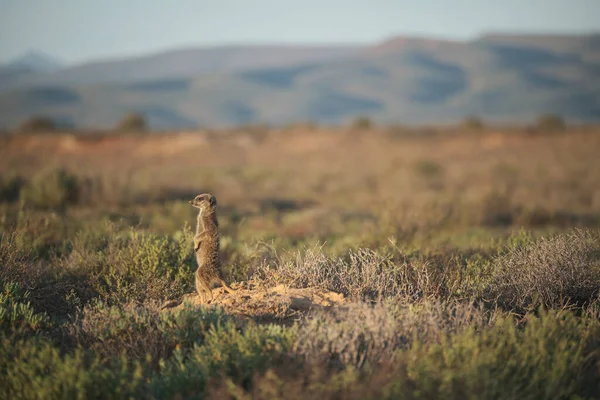 Meerkats family woke up early morning and went hunting in Oudshorn, South Afrcia