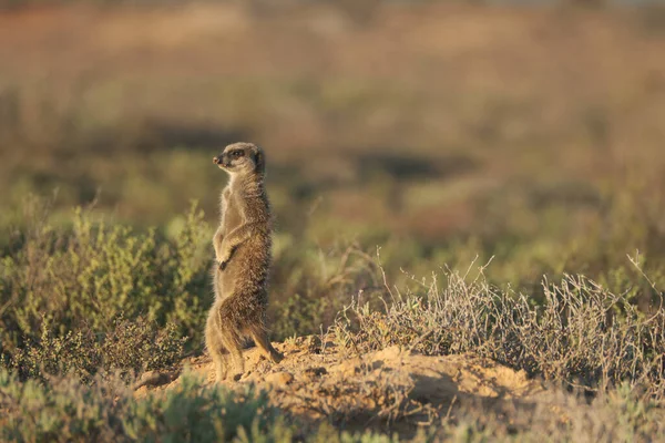 Meerkats Familj Vaknade Tidigt Morgonen Och Gick Jakt Oudshorn South — Stockfoto