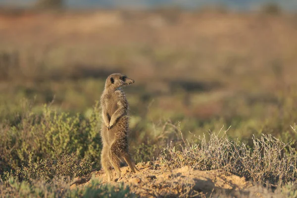Mirket ailesi sabah erkenden uyanıp Oudshorn, Güney Afrika 'ya ava gitmiş.
