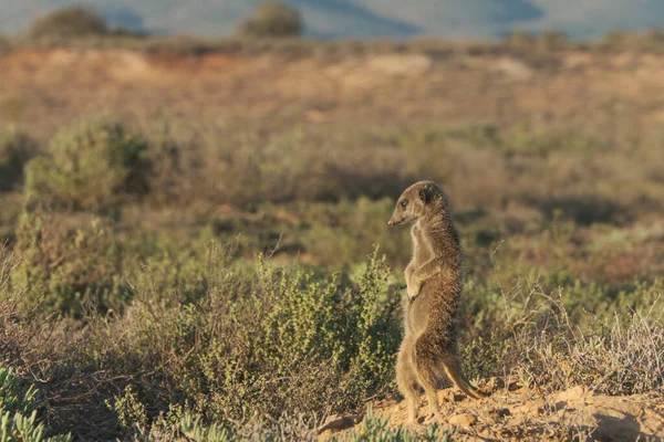 Mirket ailesi sabah erkenden uyanıp Oudshorn, Güney Afrika 'ya ava gitmiş.