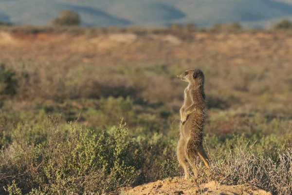 Mirket ailesi sabah erkenden uyanıp Oudshorn, Güney Afrika 'ya ava gitmiş.