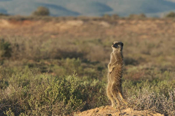 Mirket ailesi sabah erkenden uyanıp Oudshorn, Güney Afrika 'ya ava gitmiş.