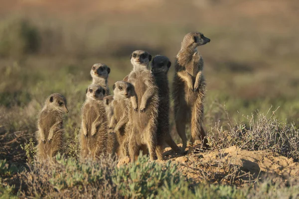 Família Meerkats Acordou Manhã Cedo Foi Caçar Oudshorn Sul Afrcia — Fotografia de Stock