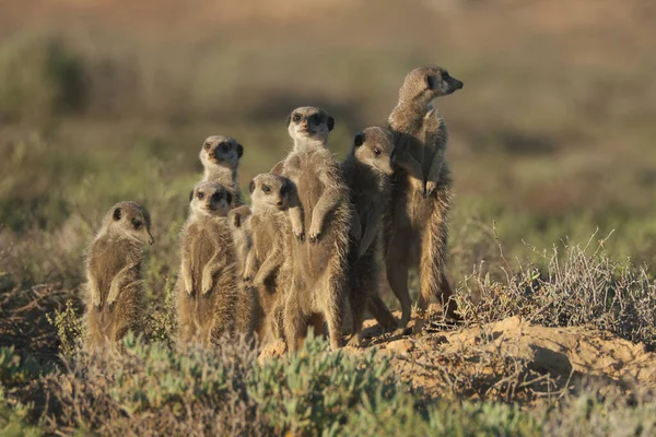 Famiglia Meerkats Svegliò Presto Andò Caccia Oudshorn Nell Afrcia Meridionale — Foto Stock