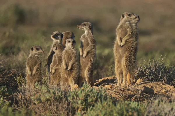 Família Meerkats Acordou Manhã Cedo Foi Caçar Oudshorn Sul Afrcia — Fotografia de Stock