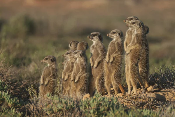 Família Meerkats Acordou Manhã Cedo Foi Caçar Oudshorn Sul Afrcia — Fotografia de Stock