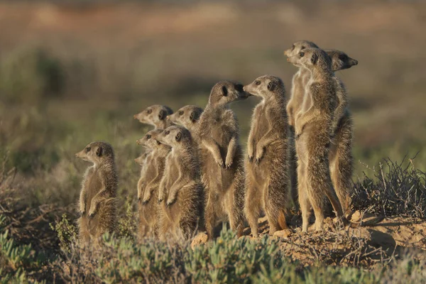 Famiglia Meerkats Svegliò Presto Andò Caccia Oudshorn Nell Afrcia Meridionale — Foto Stock