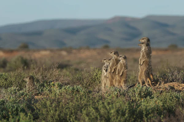 Rodzina Meerkats Obudziła Się Wcześnie Rano Pojechała Polowanie Oudshorn Południowej — Zdjęcie stockowe