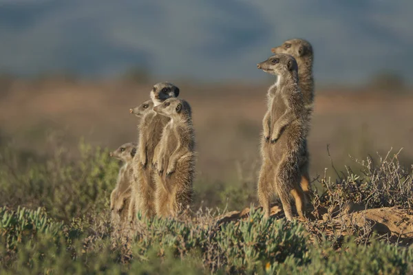 Família Meerkats Acordou Manhã Cedo Foi Caçar Oudshorn Sul Afrcia — Fotografia de Stock